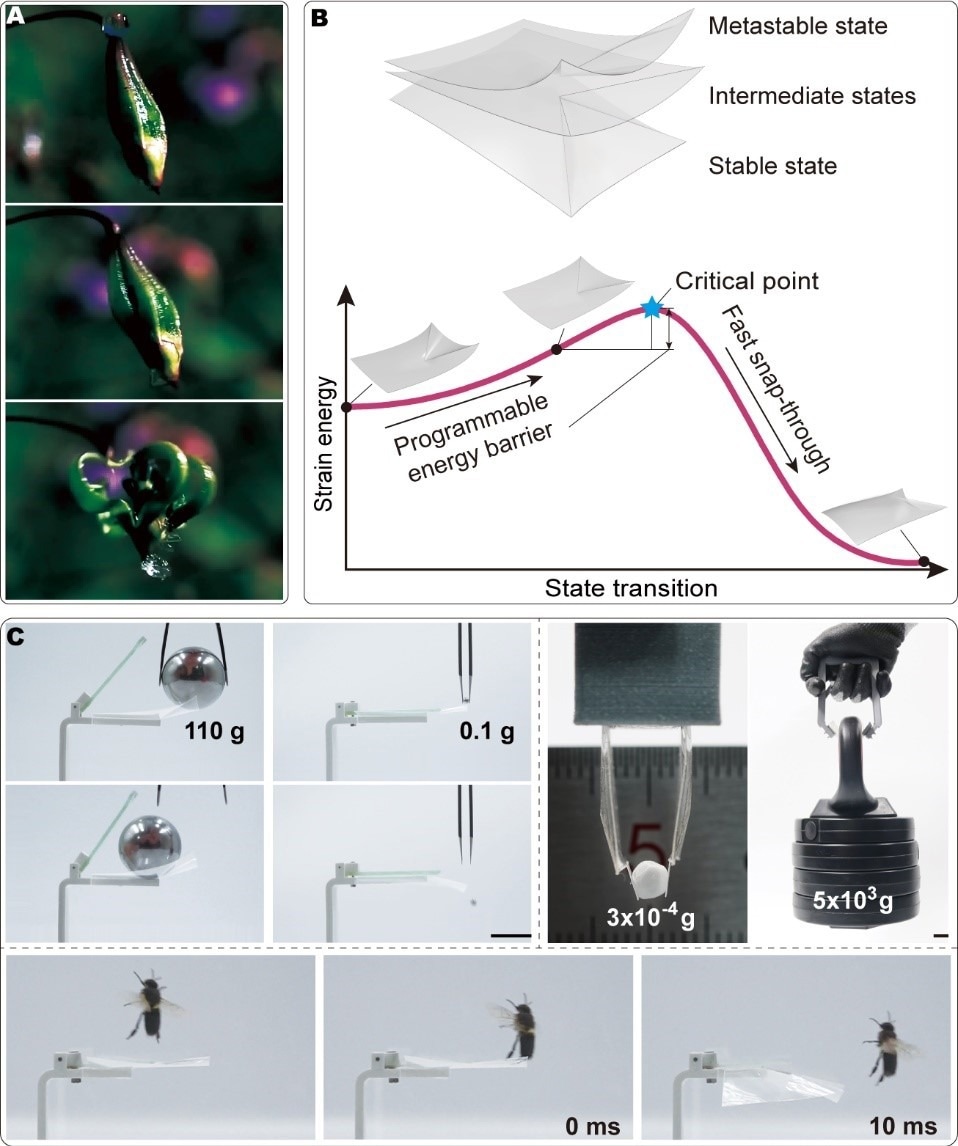 Novel Structures for Use in the Field of Robotics