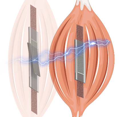 Self-Sensing Electric Artificial Muscles Offer Significant Advances in Bionics