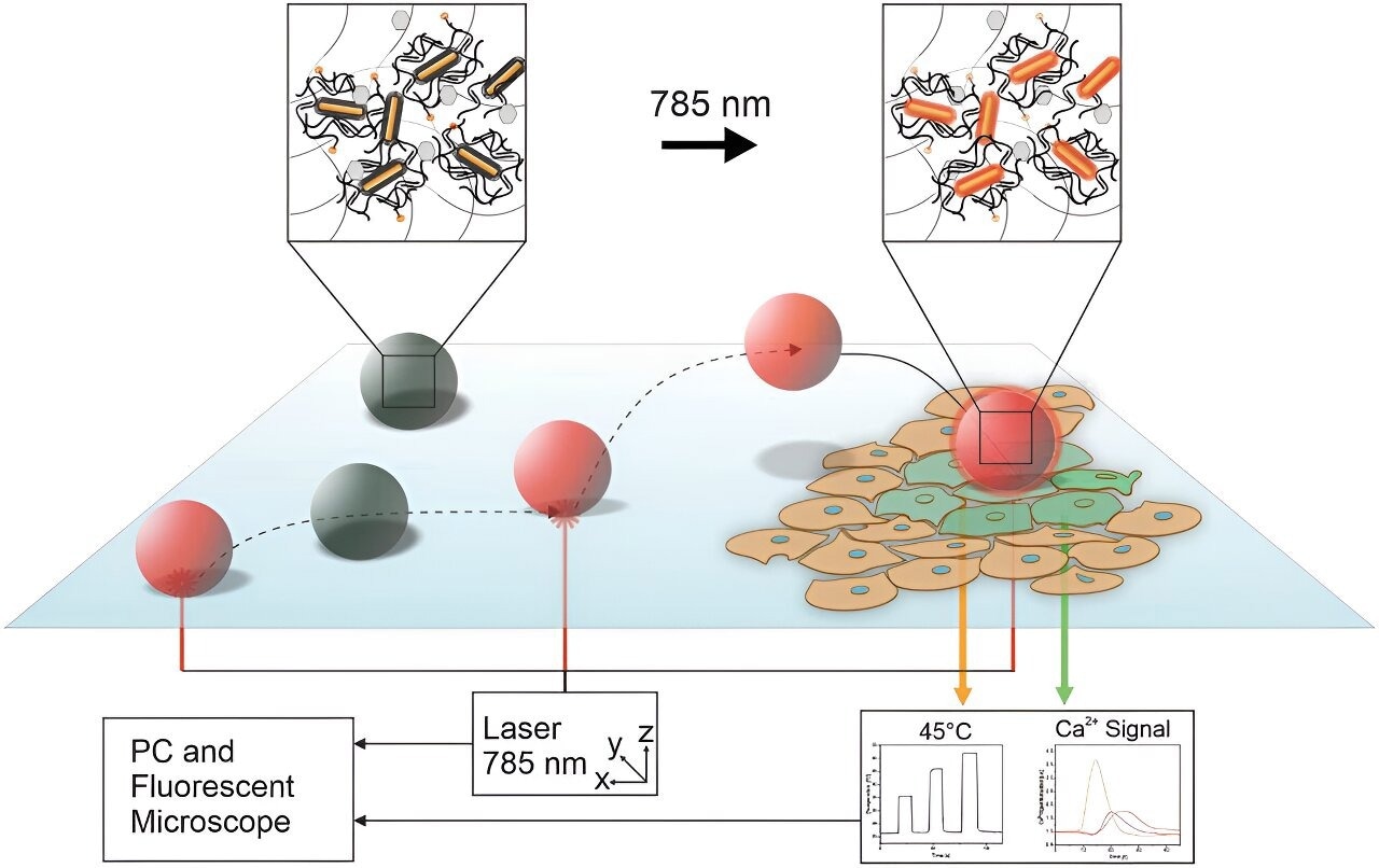 The First Microrobots Capable of Navigating Within Groups of Cells and Stimulating Individual Cells