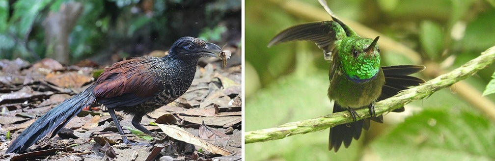 AI Systems Recognize Tropical Rainforest Biodiversity