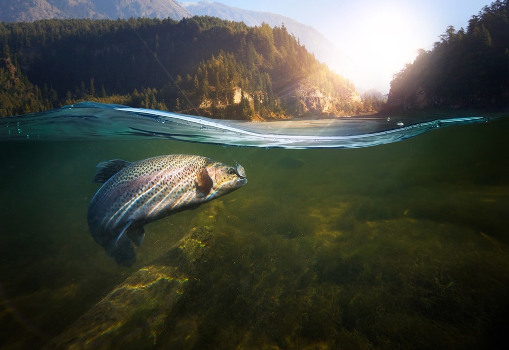 AI-Powered Enumeration and Monitoring of Wild Salmon