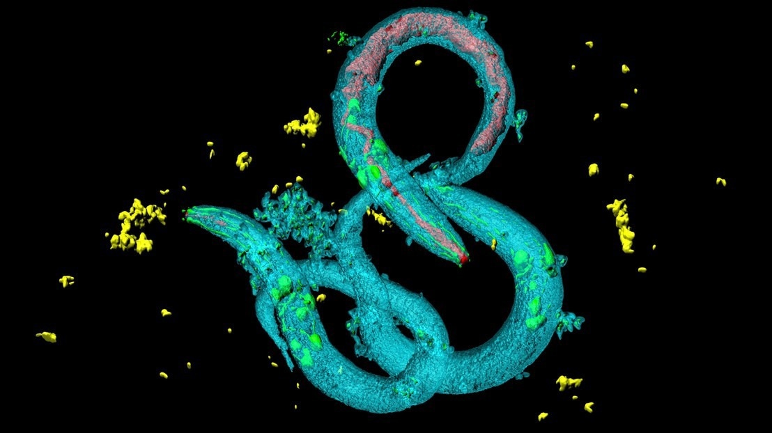 New AI Method Unveils Complex Behavior in Worm Neurons