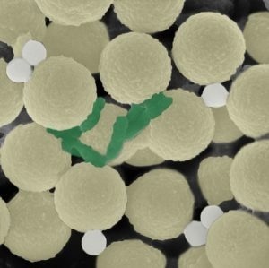 Microrobotic Swarms Tackle Microplastics and Bacteria Pollution