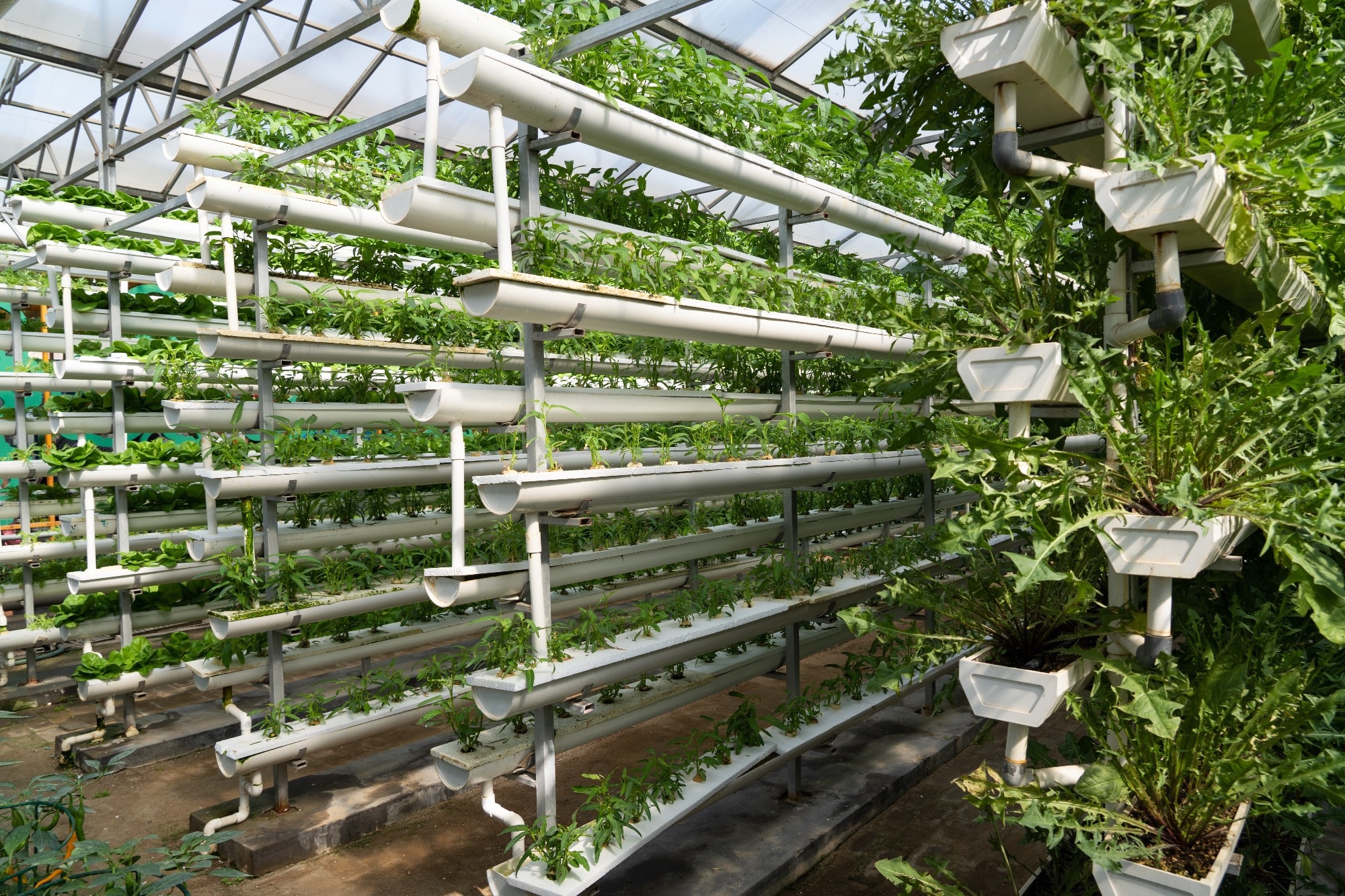 AI and IoT Empower Hydroponic Farming