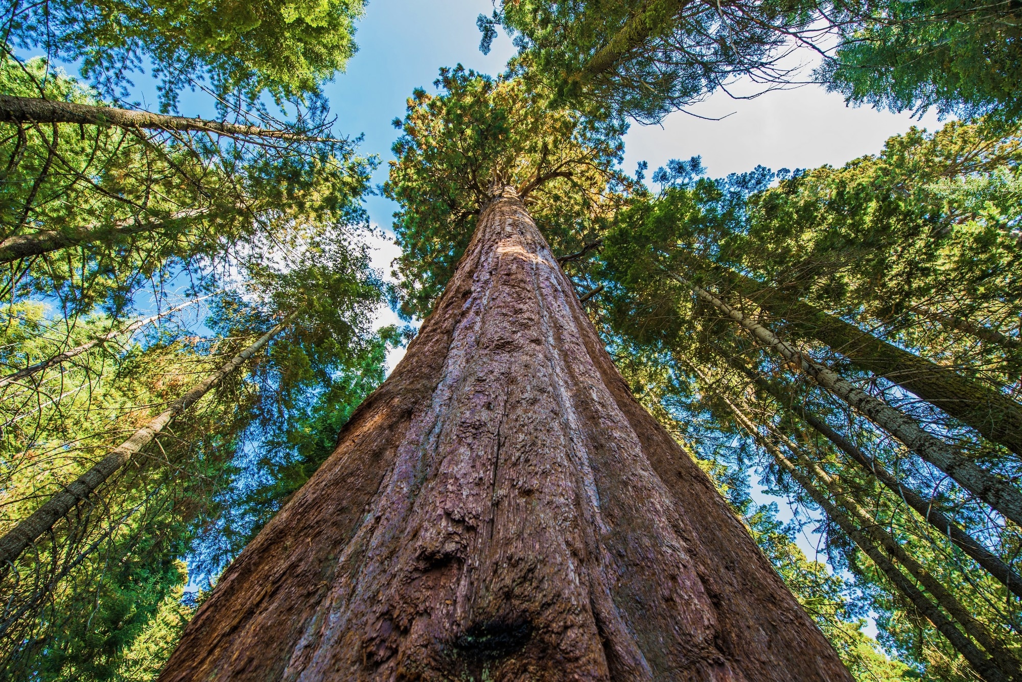 The Role of AI and Drones in Environmental Conservation