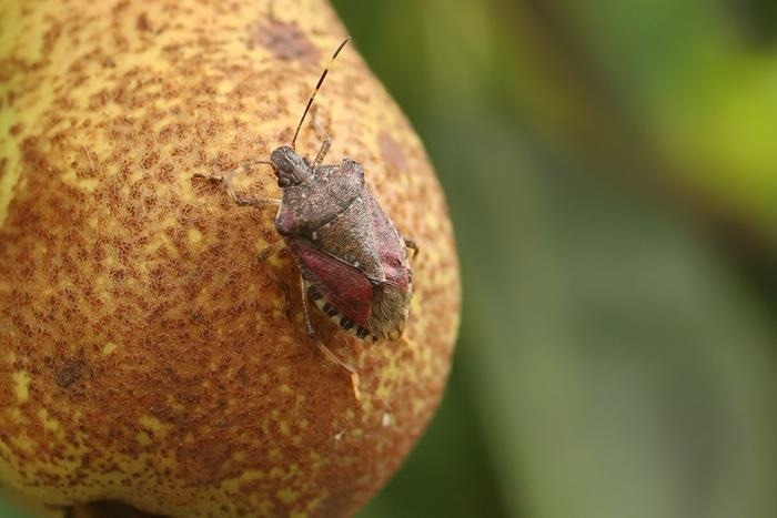AI-Powered Drones for Automated Pest Monitoring