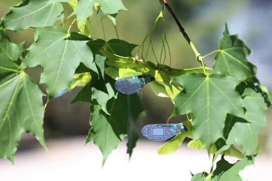 Mini Robot Mimics Maple Seed for Environmental Monitoring