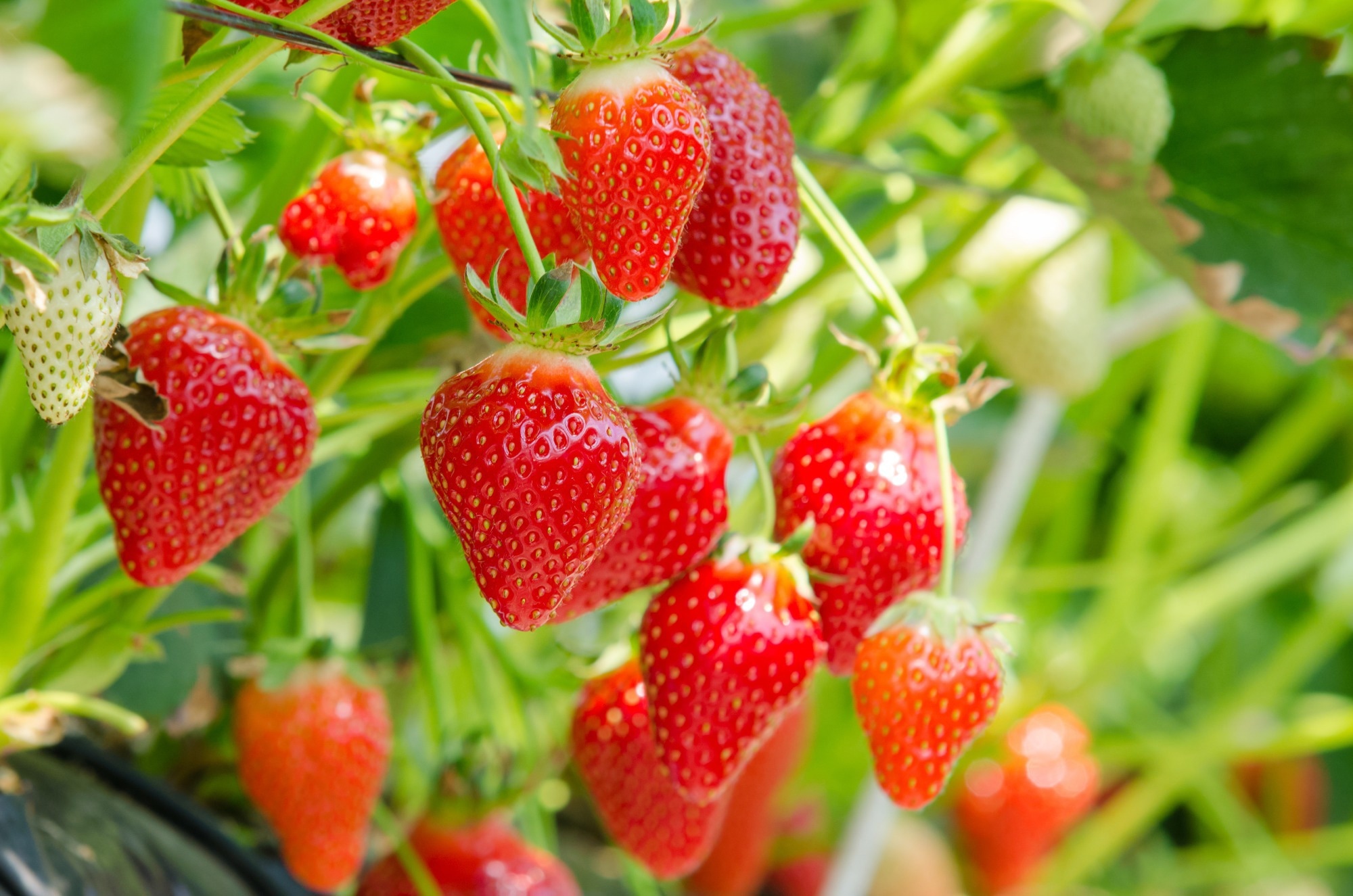 CES-YOLOv8 Revolutionizes Strawberry Ripeness Detection