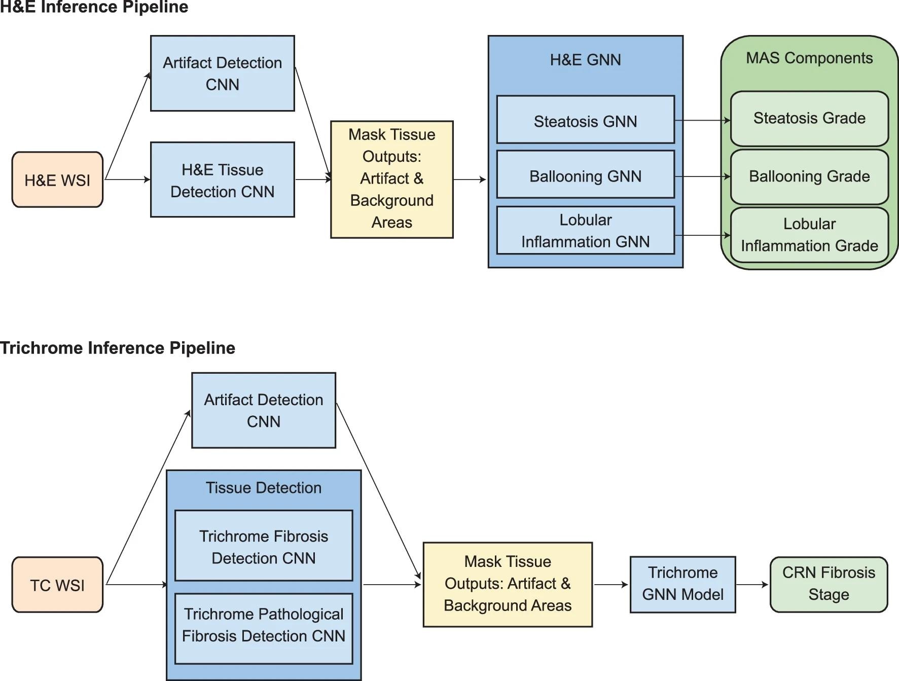 AI Enhances Liver Disease Diagnostics