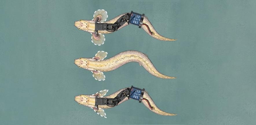 Paleo-Robots Reveal Secrets of Early Land Animals