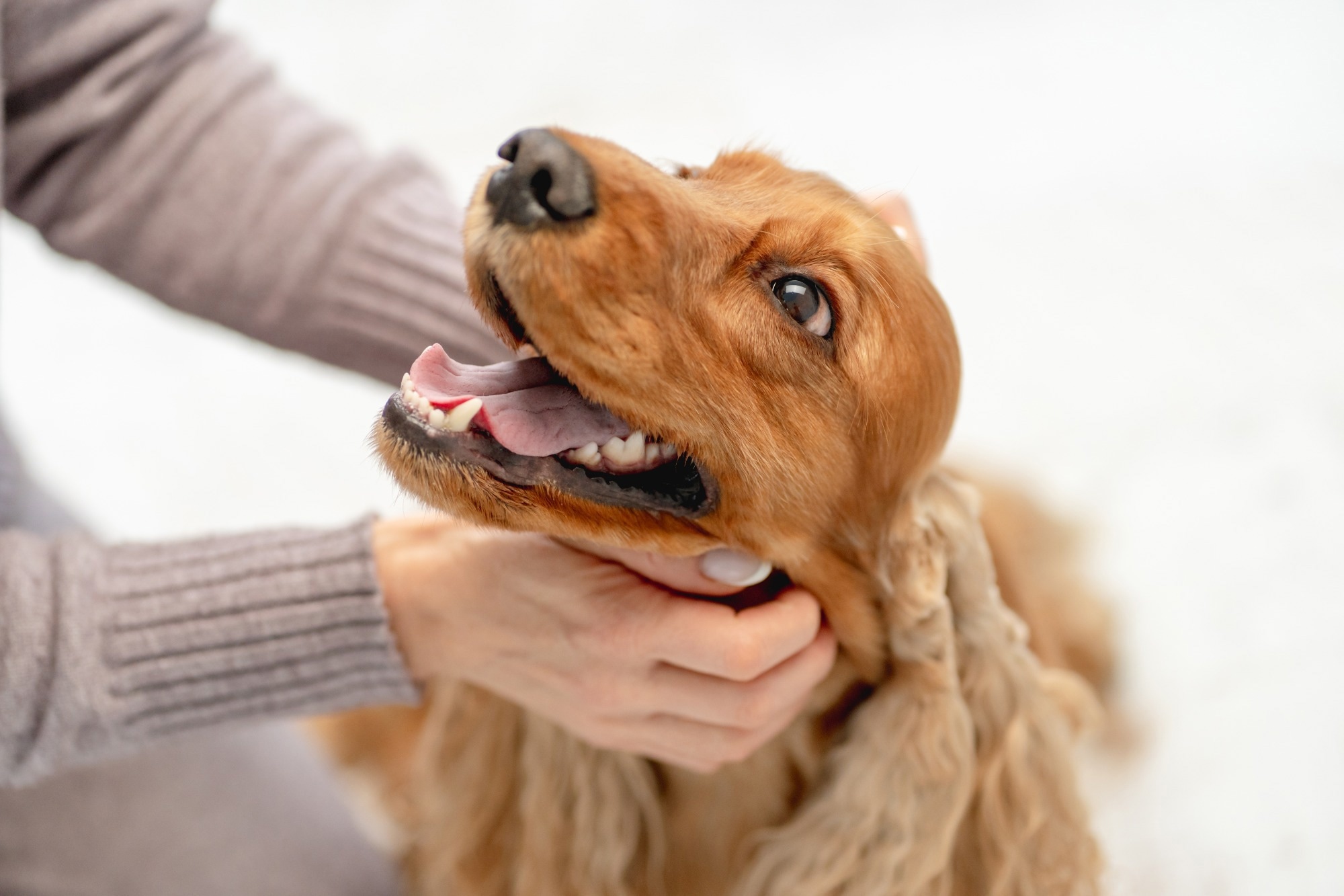 English cocker spaniel dog being cuddled by woman.