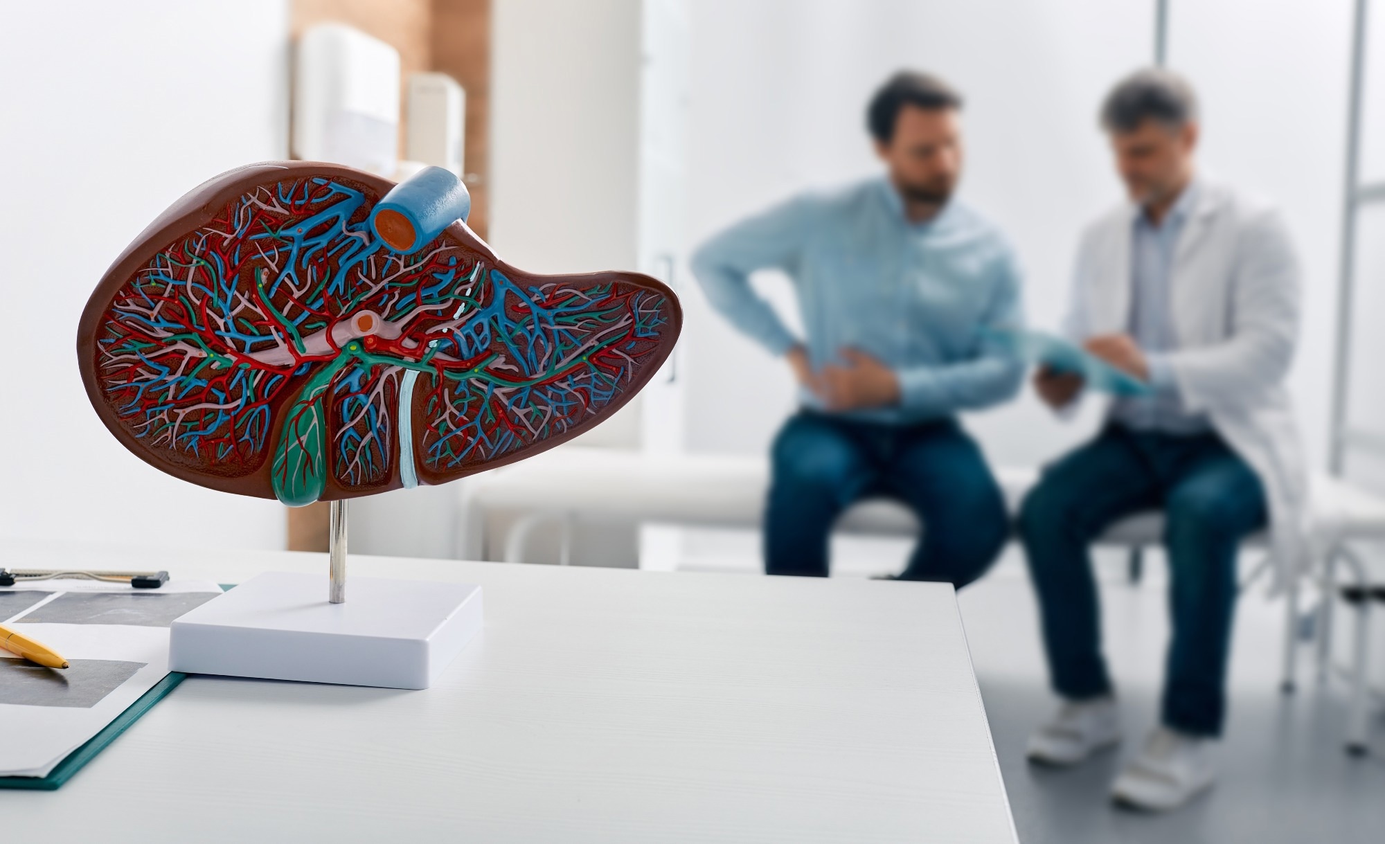 Liver anatomical model on doctor
