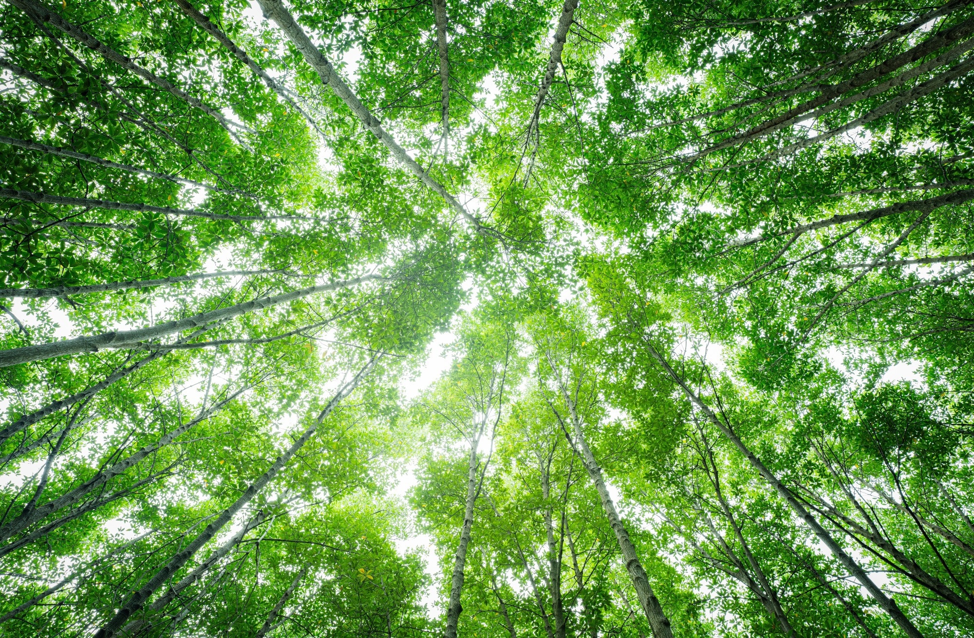 Bottom-up view green mangrove forest canopy.