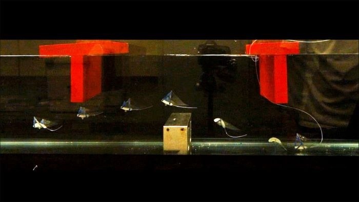 Soft Robot Mimics Manta Ray for Enhanced Underwater Performance