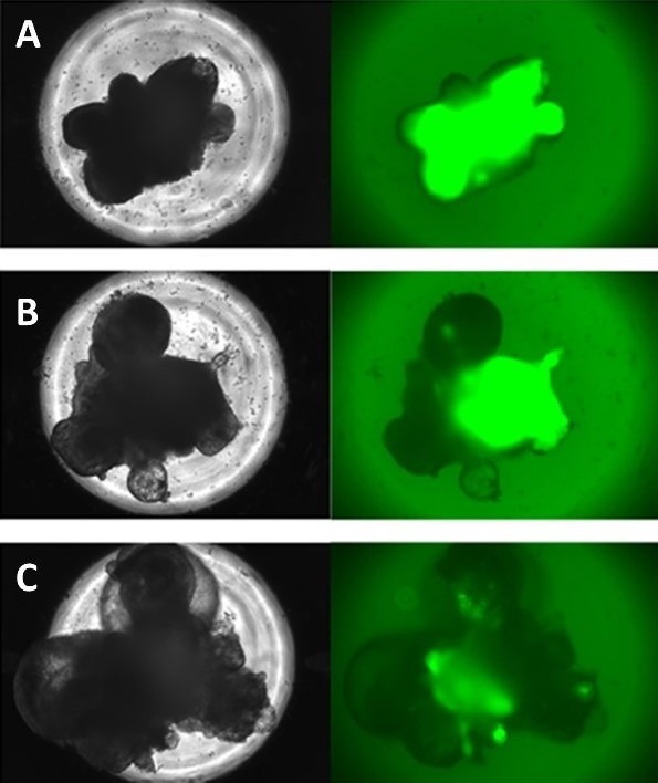 The researchers used fluorescent images to classify the corresponding bright-field images