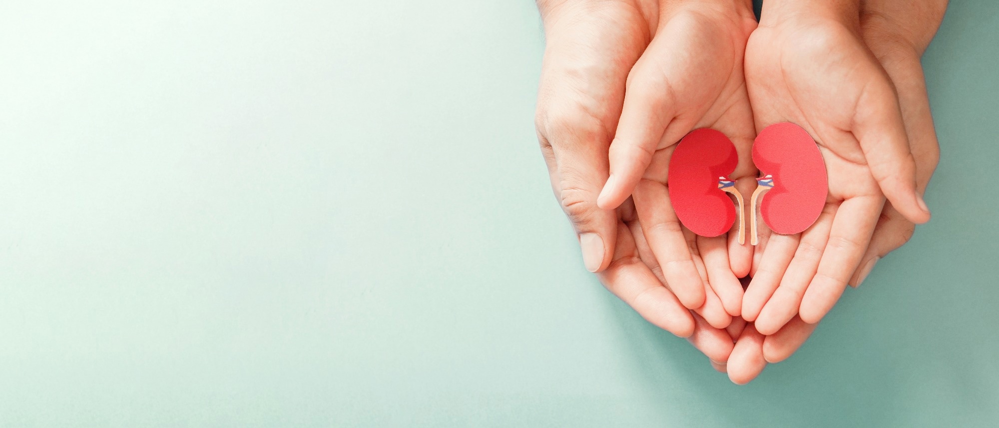 Kidney transplant donor concept.