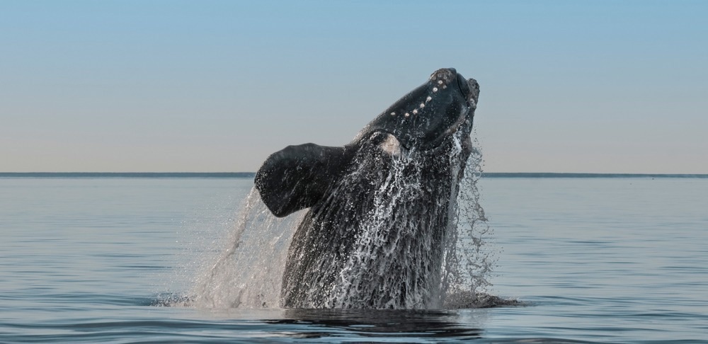 New AI System Guides Ships Away from Endangered Whale Habitats