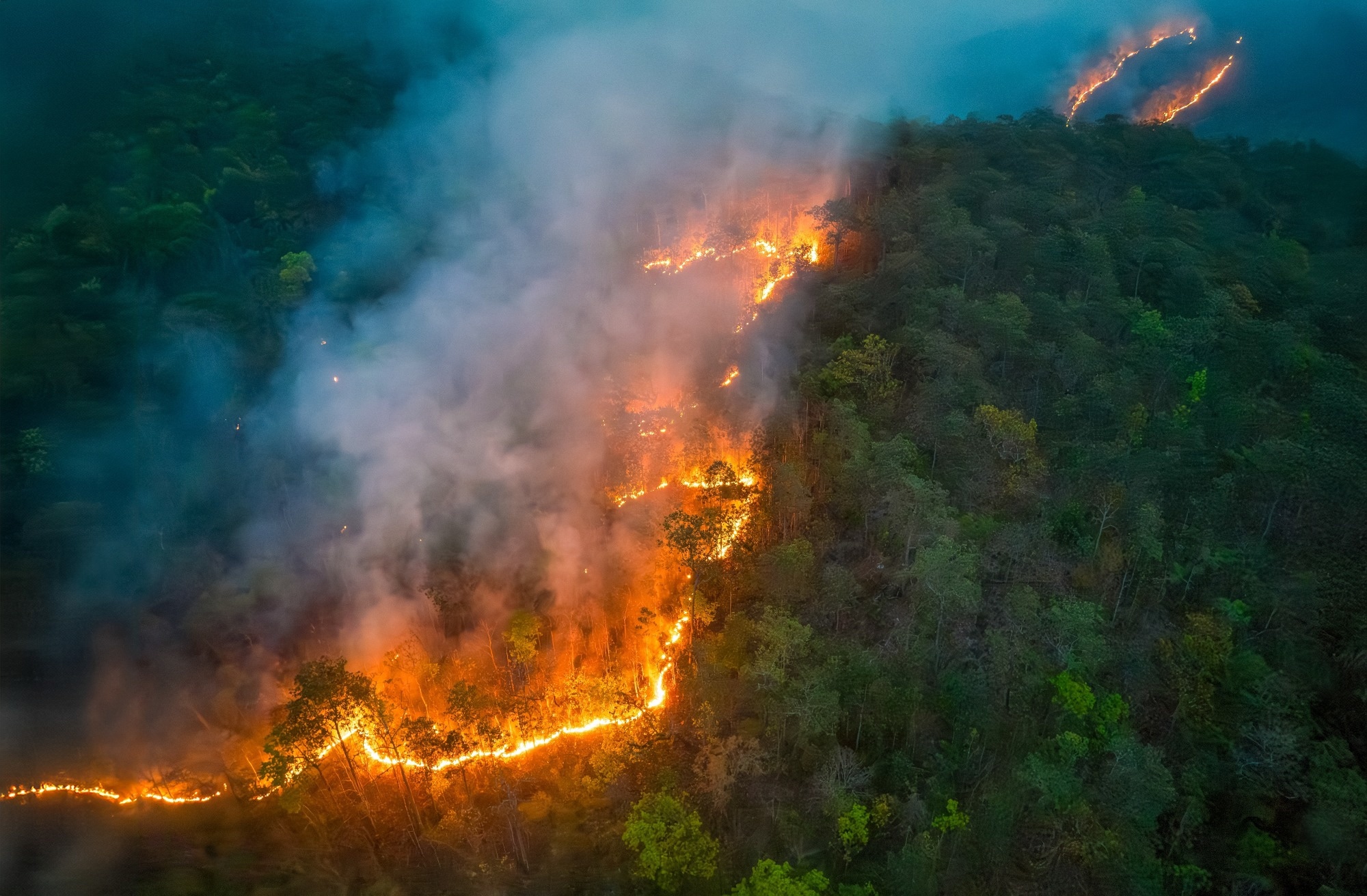 A wildfire spreading in a forest.