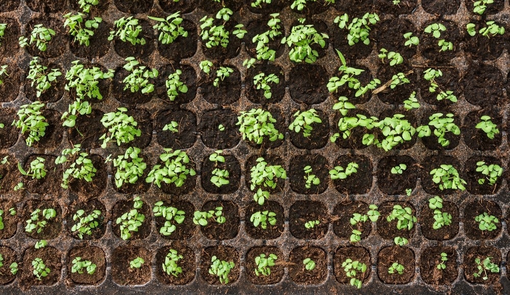 crop breeding