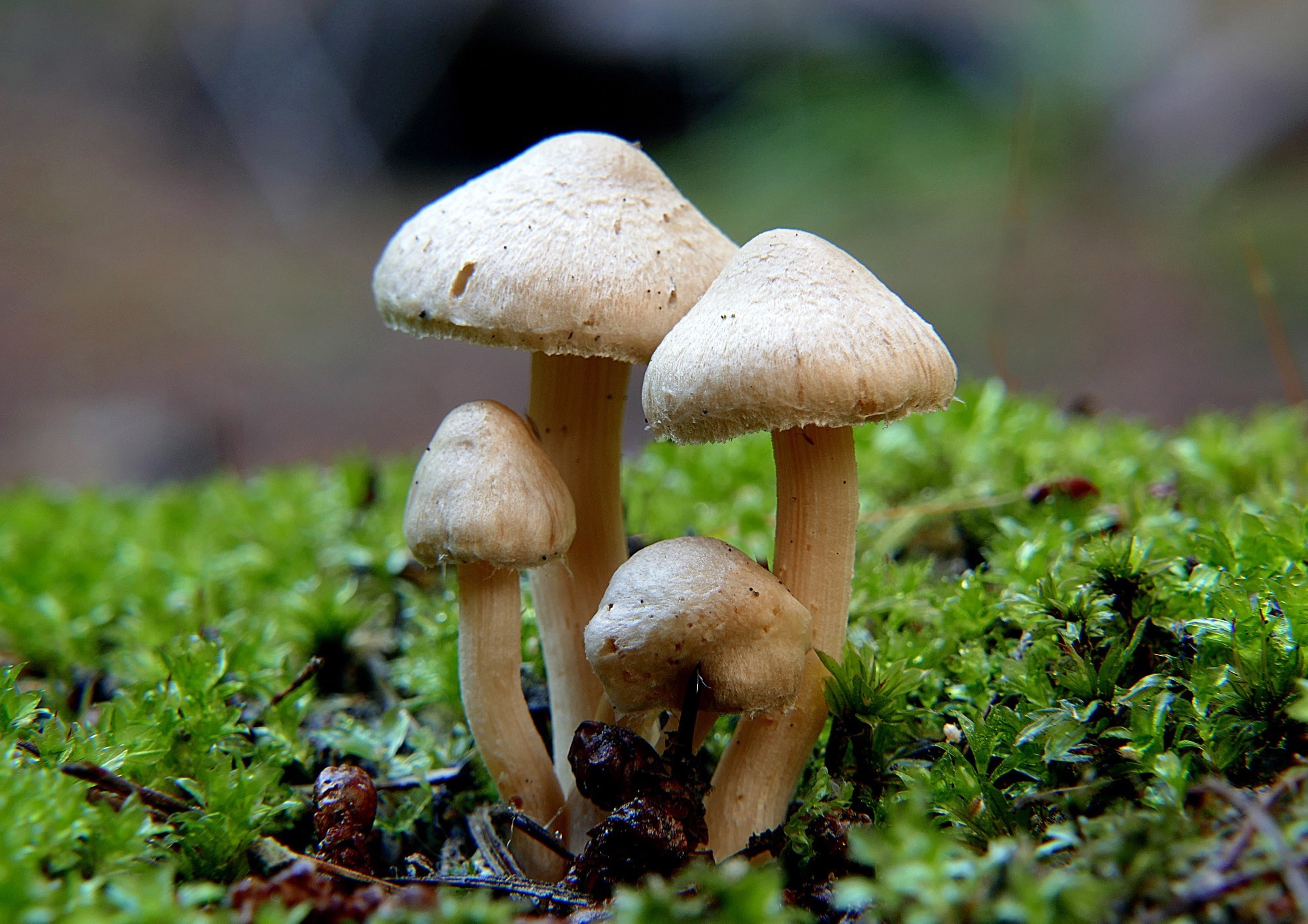Close-up picture of mushroom, Inocybe is a large genus of mushroom-forming fungi. Members of Inocybe are mycorrhizal.