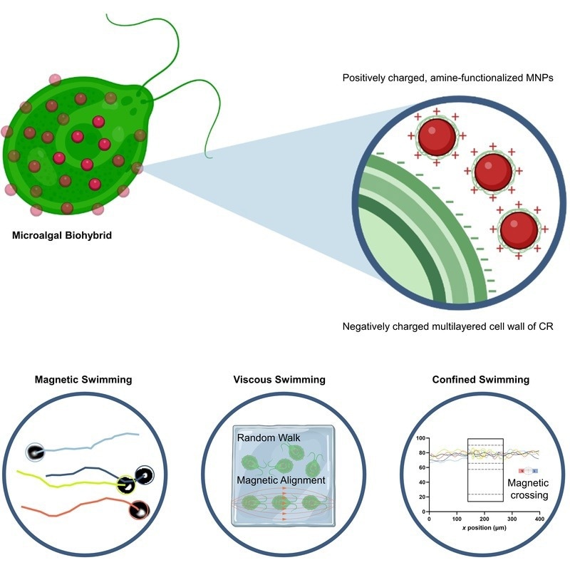 magnetic nanoparticles