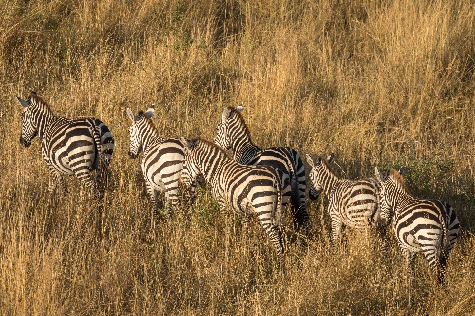 Ariel view of six zebra in the Masai Mara,