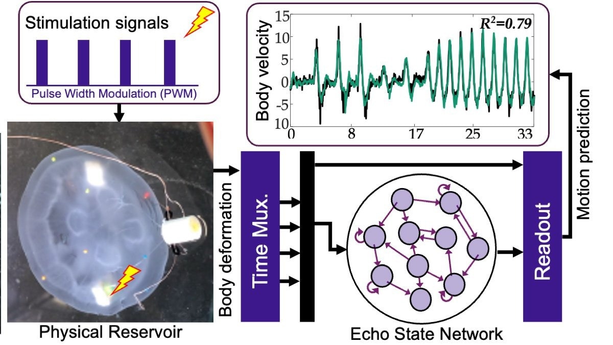 Motion prediction with jellyfish hybrid reservoir computing system