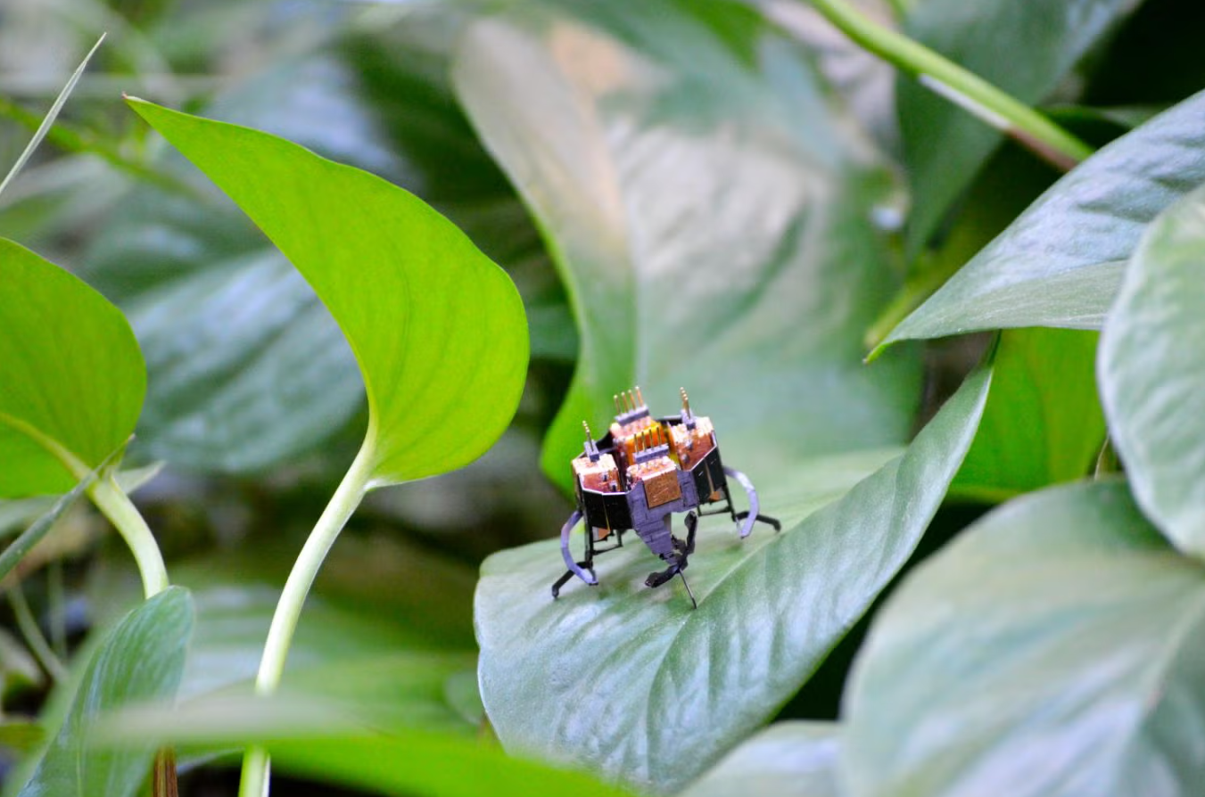 The tiny mCLARI robot, developed by Assistant Professor Kaushik Jayaram and his team in the Animal Inspired Movement and Robotics Laboratory.