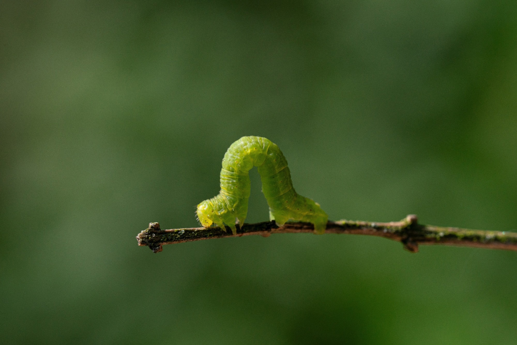 Inchworm or caterpillar or Chenille arpenteuse ( Geometridae)