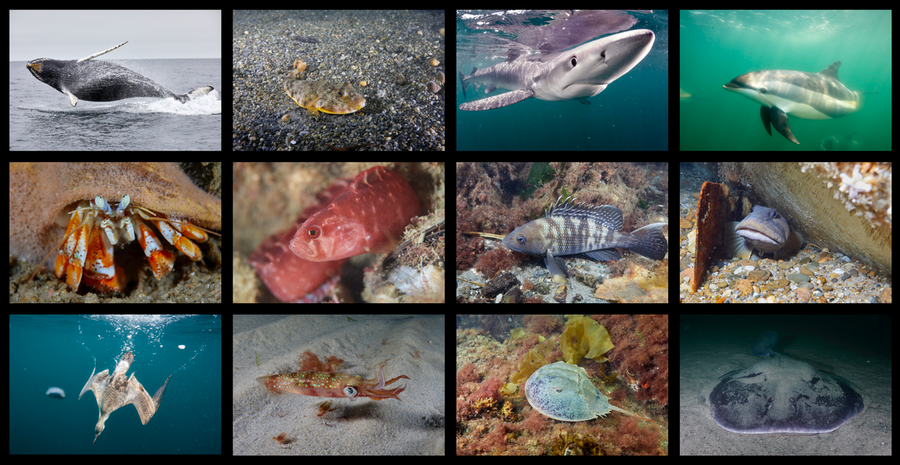 MIT Sea Grant’s LOBSTgER Project Combines AI and Underwater Photography to Visualize Ocean Life in the Gulf of Maine