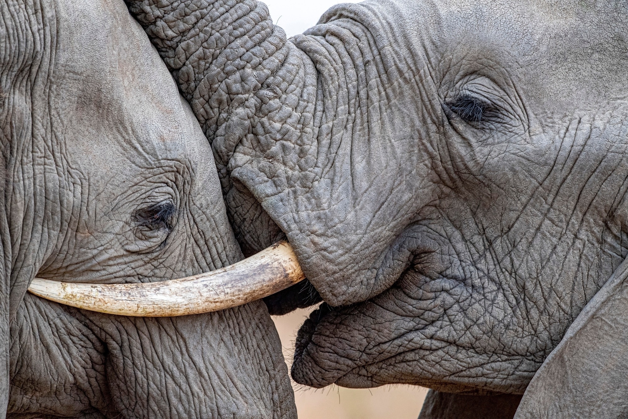 A close up of the faces of two elephants.