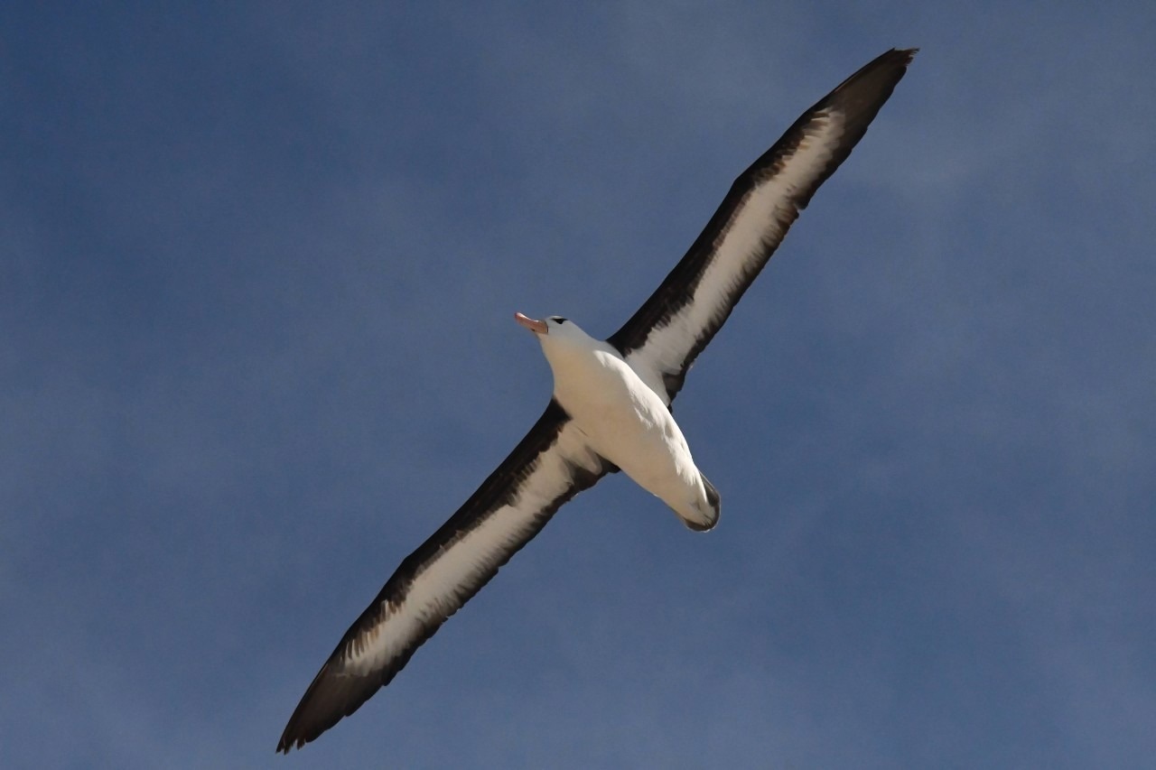 Birds like this black-browed albatross harness dynamic soaring to cross oceans without expending much energy. UC aerospace engineers are applying these principles to create more efficient drones.