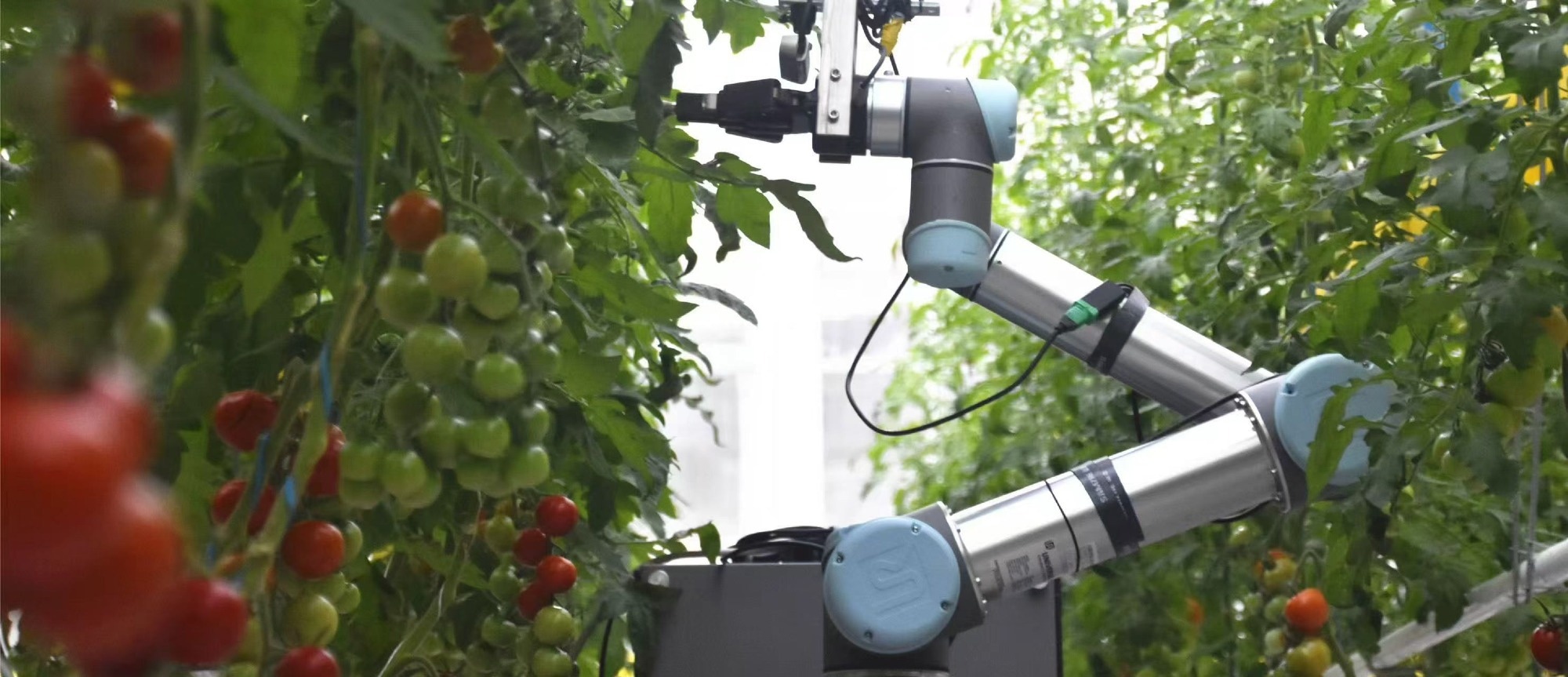 robot for crops
