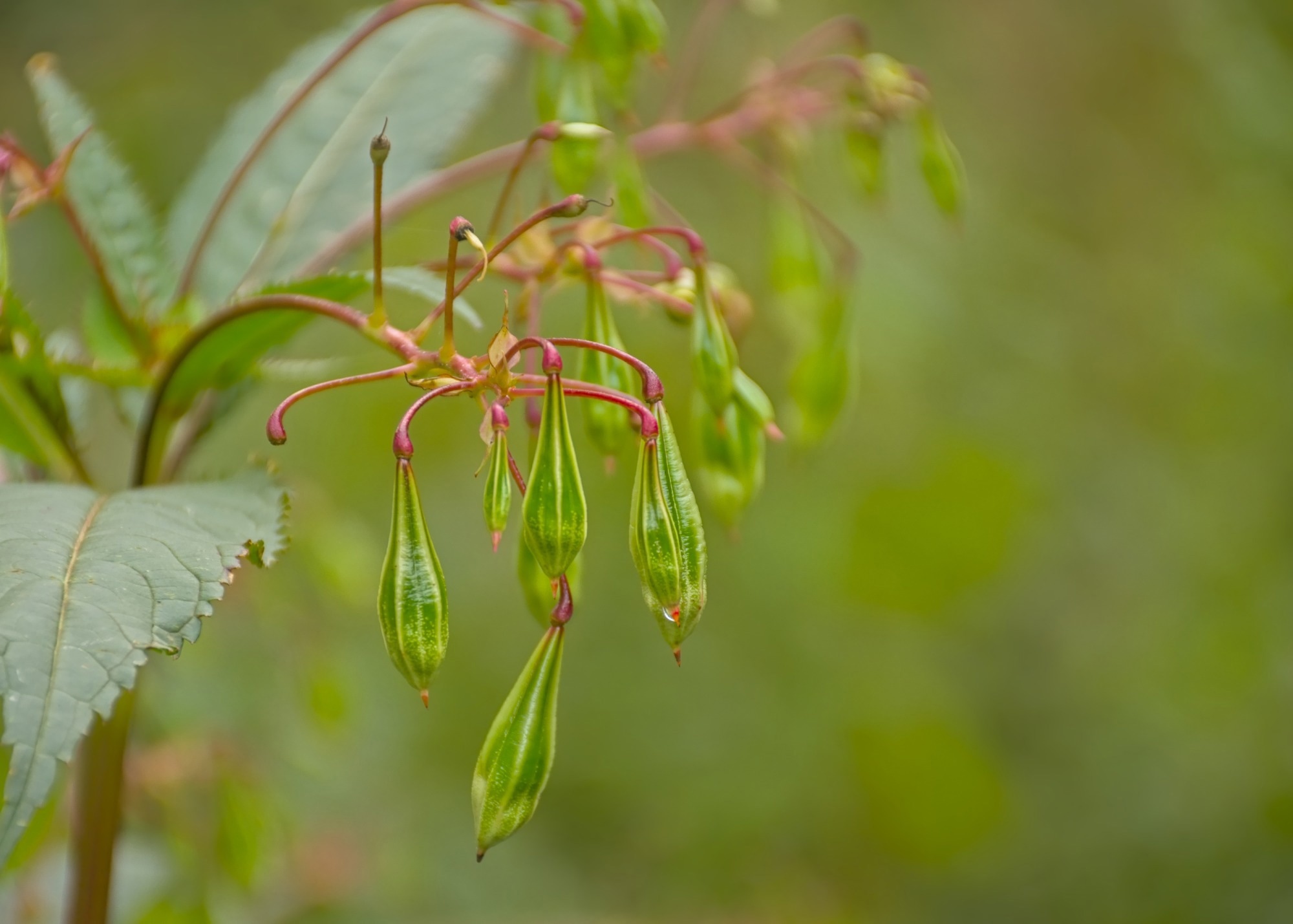 Impatiens seed pods.
