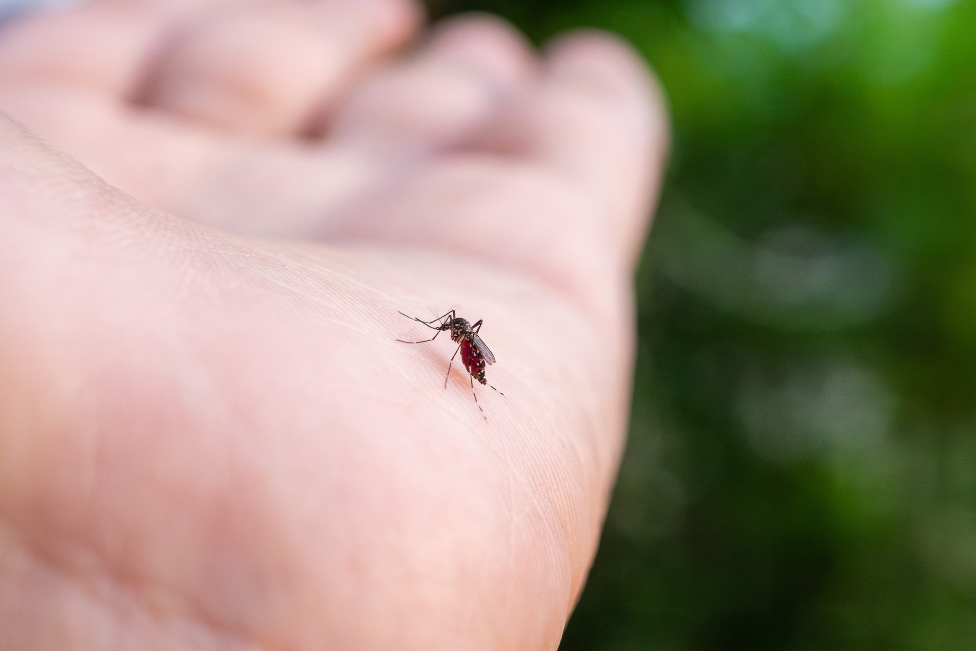 Aedes aegypti mosquitoes on human hand