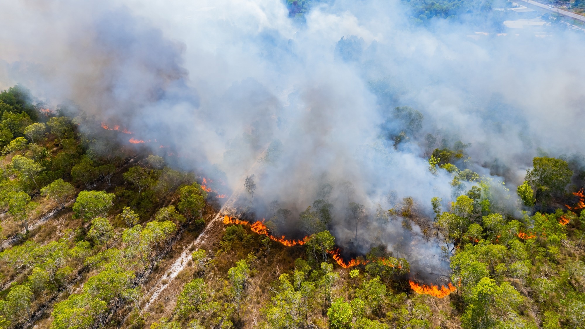 Forest fires are burning heavily in forests.