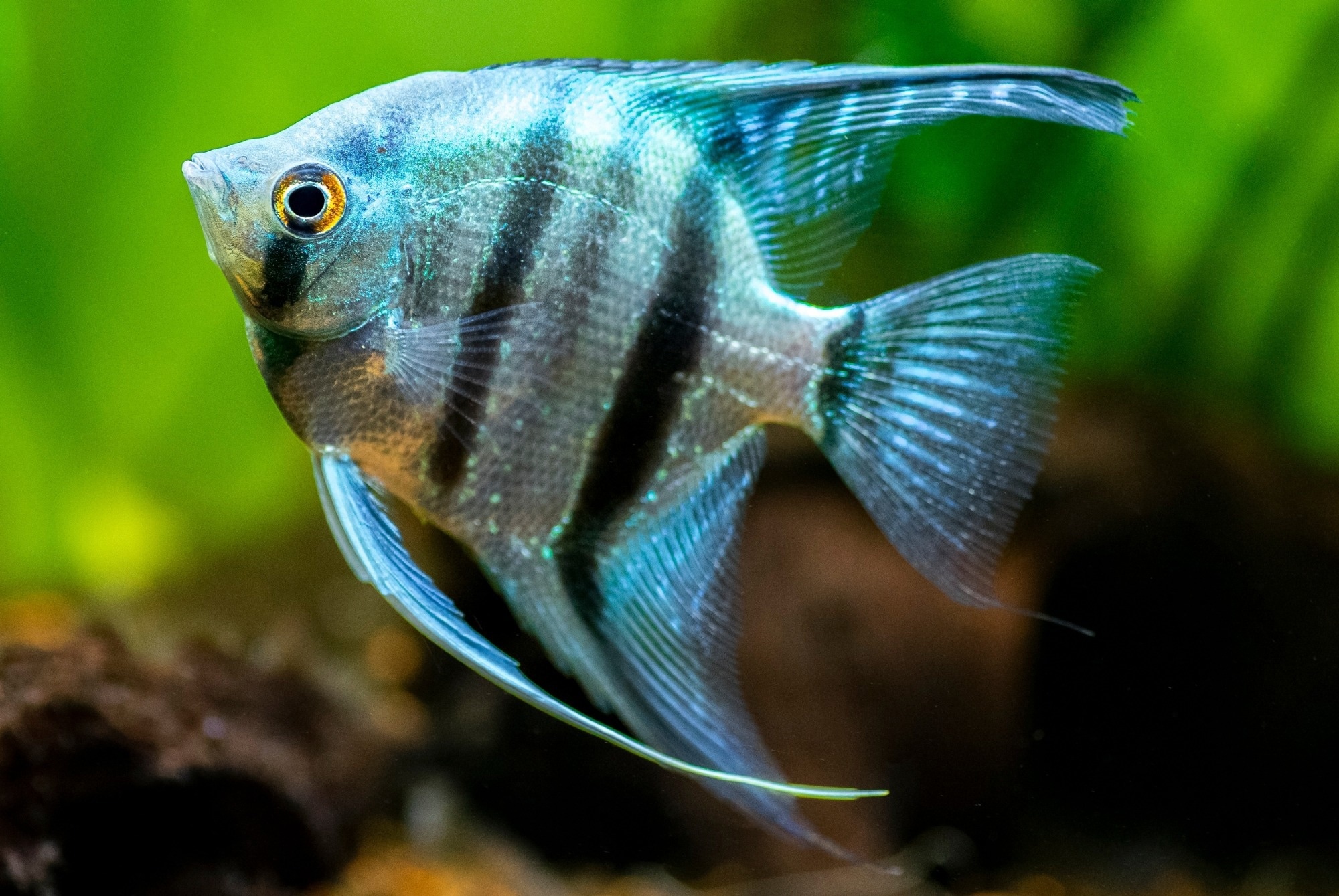 Scale-Inspired System Protects Soft Robotic Fish