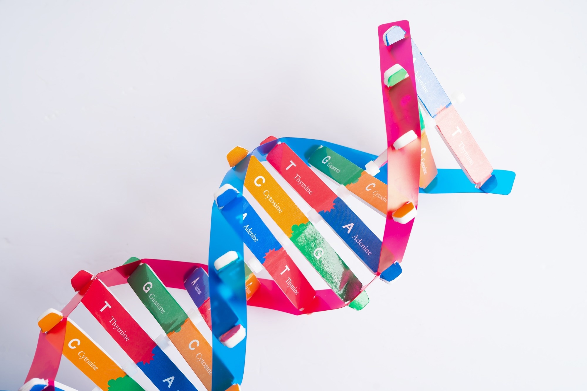 DNA or Deoxyribonucleic acid is a double helix chains structure formed by base pairs attached to a sugar phosphate backbone.