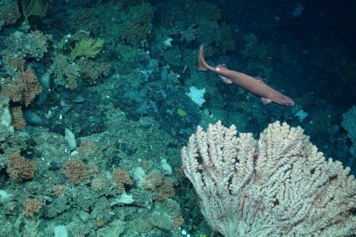 PML to Co-Lead £2 M Project Using AI to Create the Largest-Ever Study of Vulnerable Deep-Sea Habitats