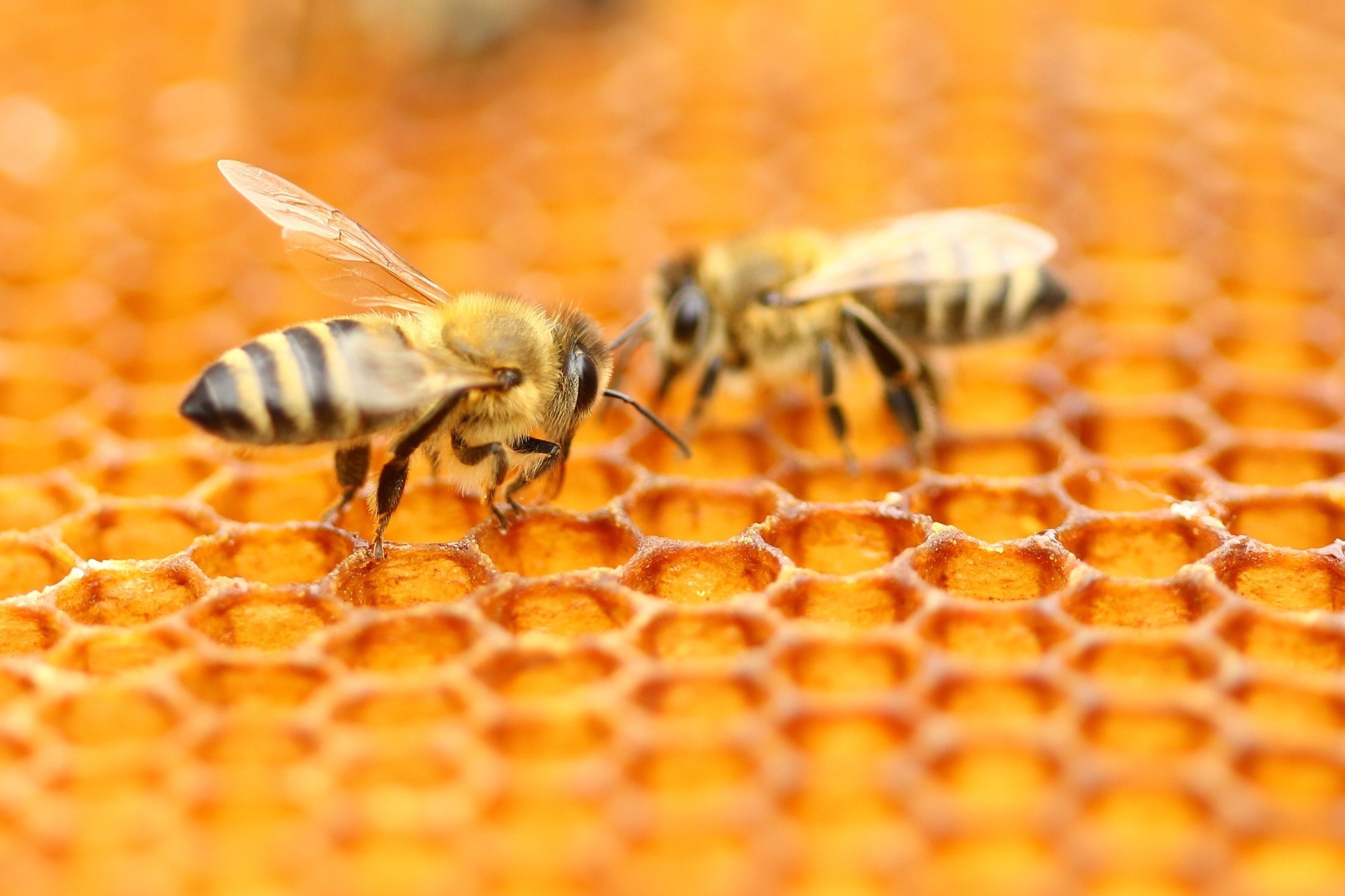 Two bees stood on honeycomb in a hive.