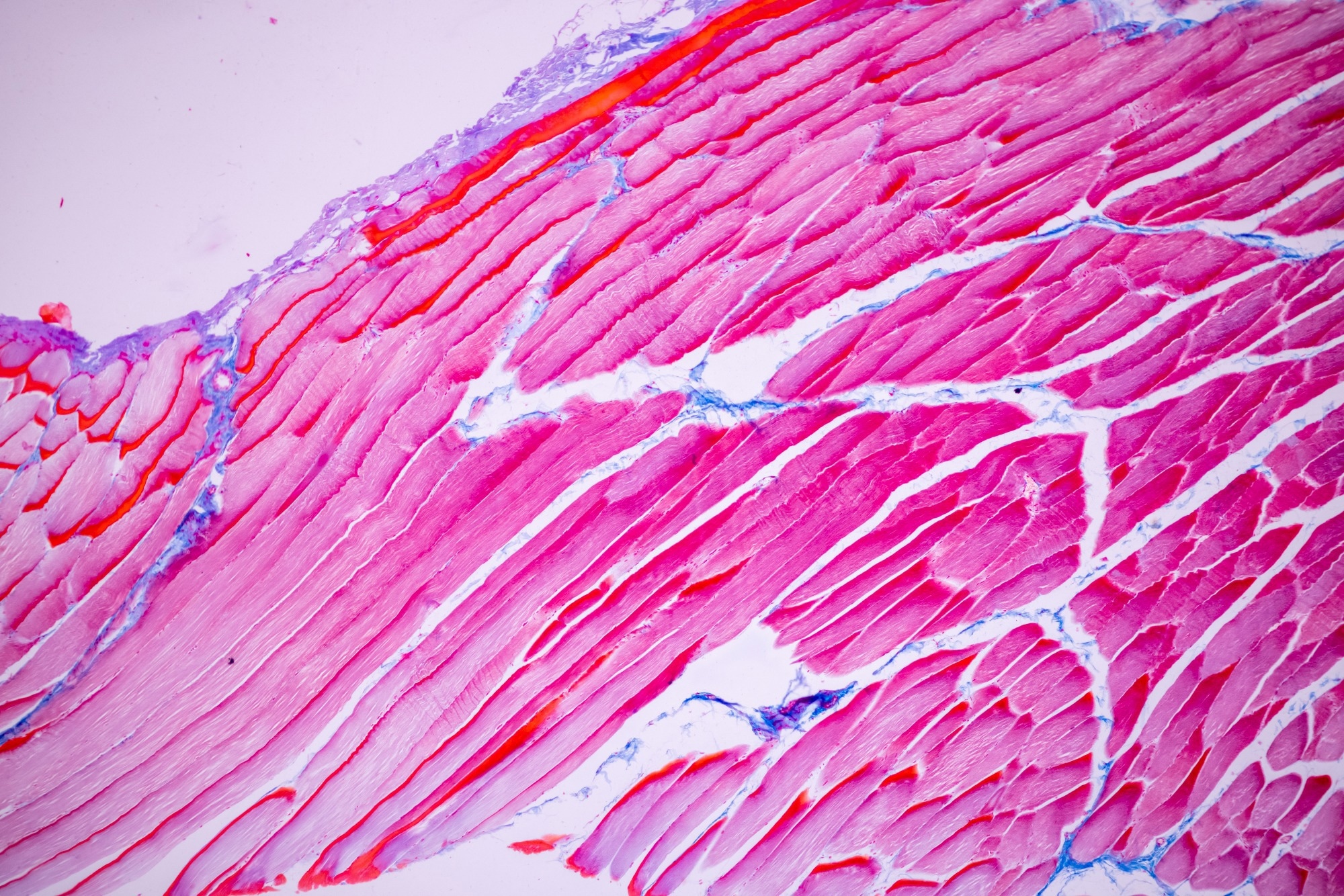 Muscle of mammal Tissue under the microscope.