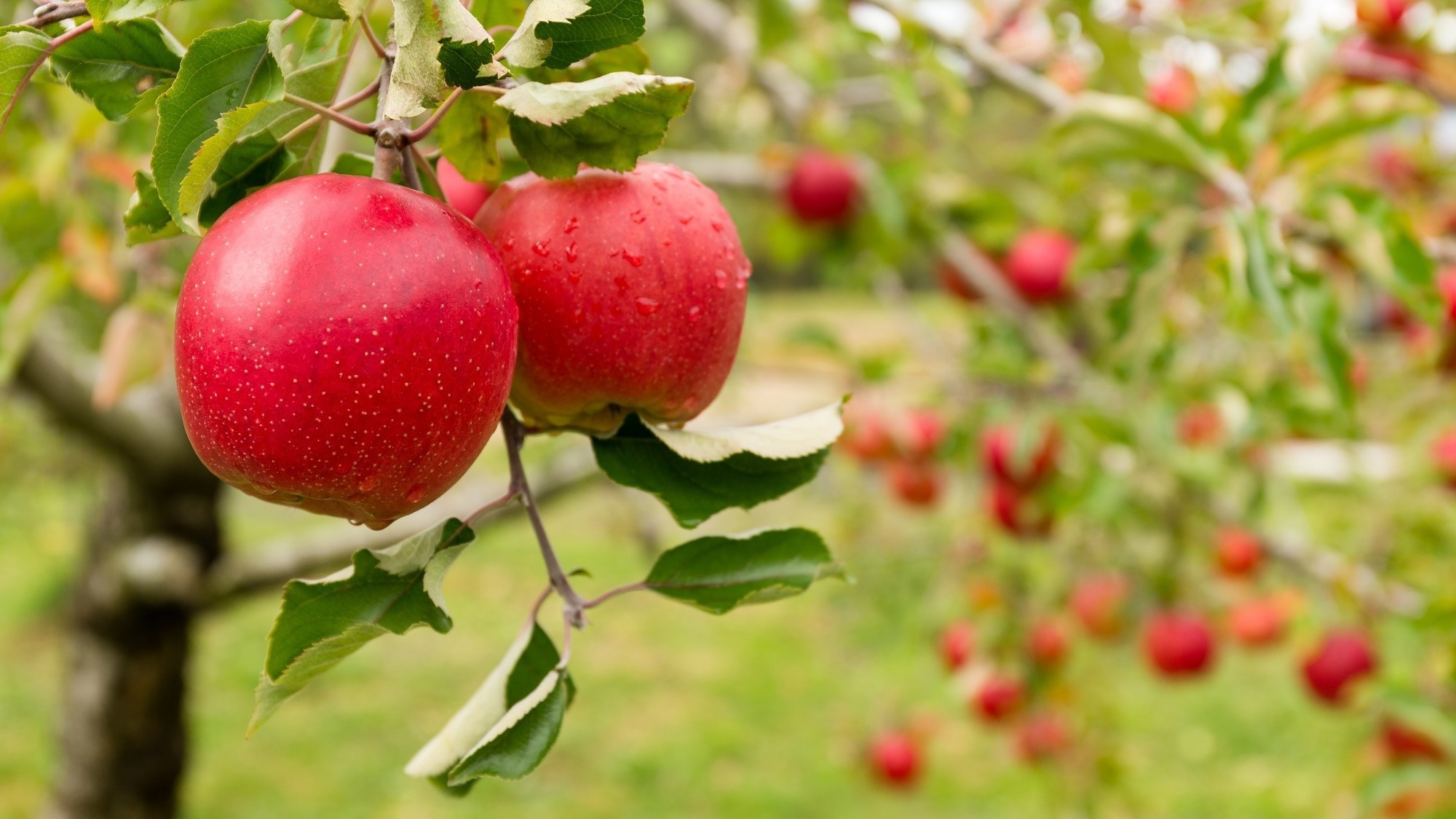 WSU Researchers Develop Low-Cost Robotic Arm to Assist with Apple Harvesting