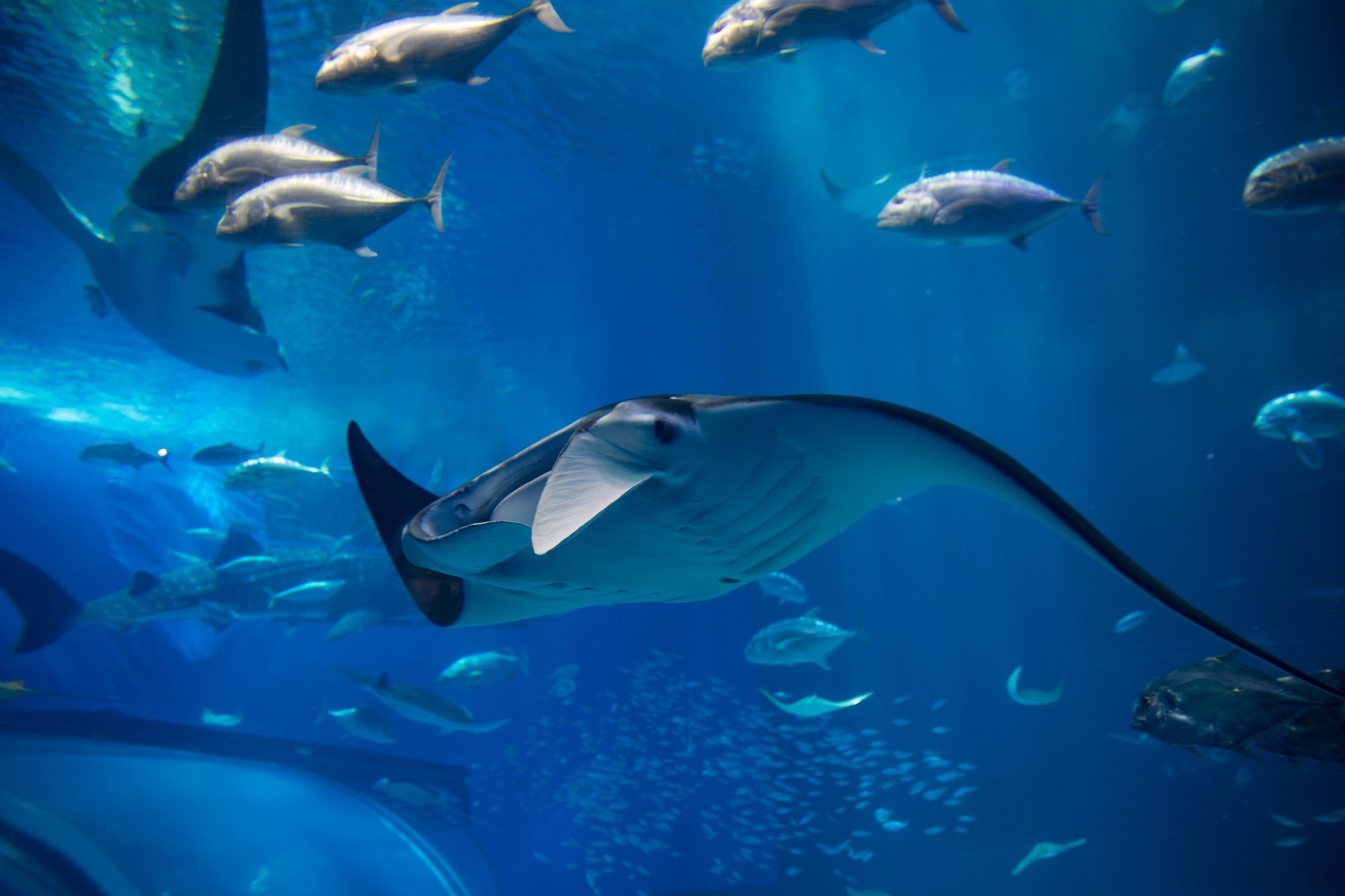 A batoid ray in a blue Ocean.