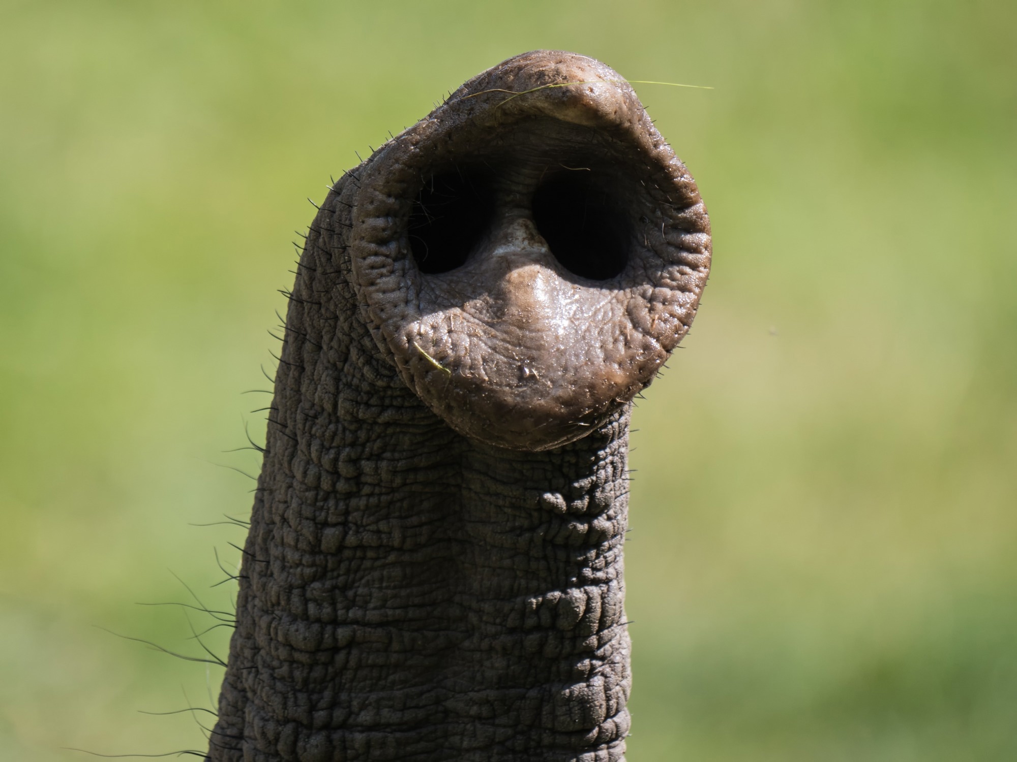 Elephant-Inspired Robotic Trunk Demonstrates High-Frequency Stiffness Switching