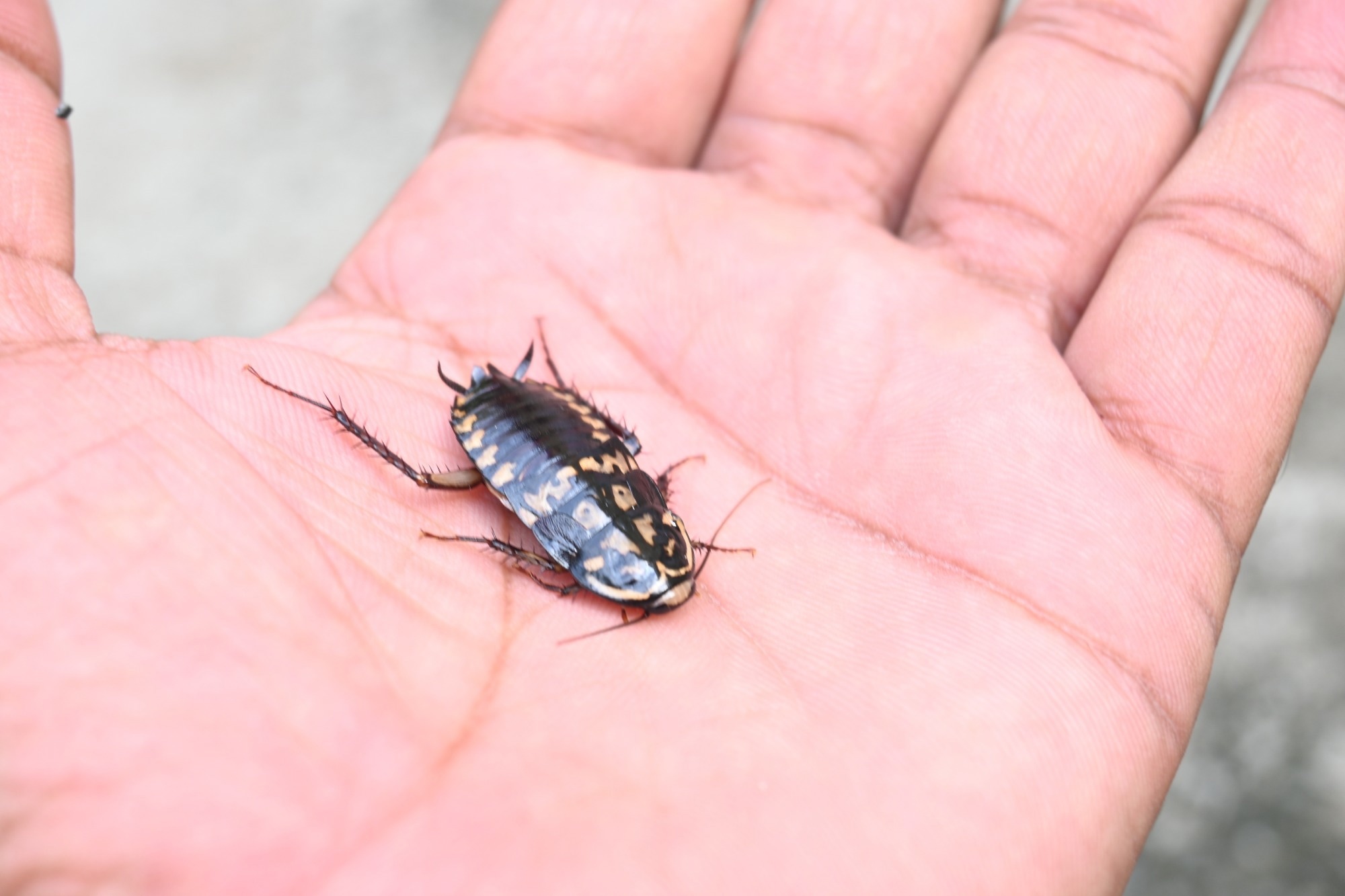 cockroach on hand