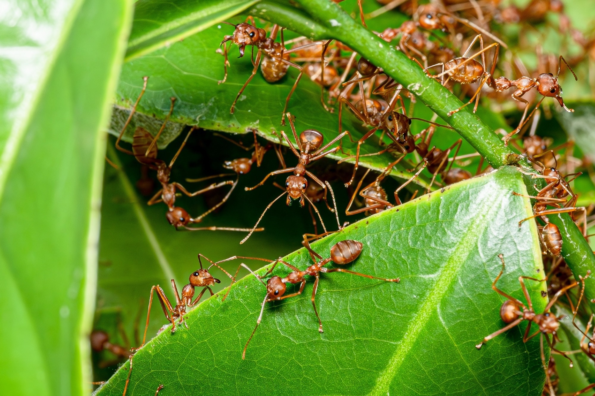 Fire ant colony swarming a lush green leaf