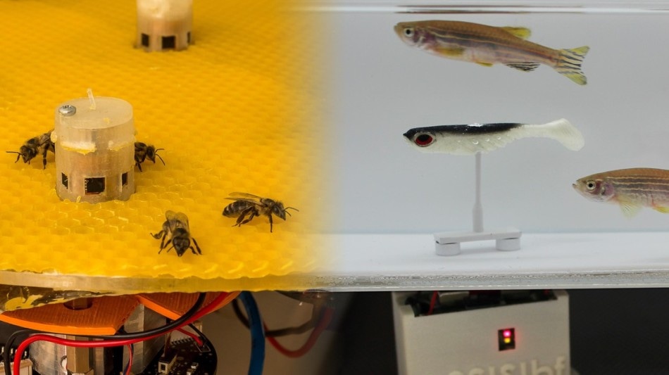 Researchers Show How Bees and Fish can Communicate with Each Other with the Help of Robots