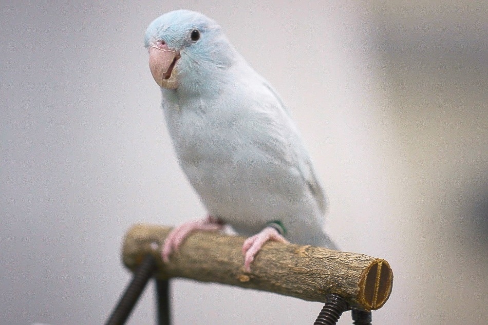  Stanford Scientists Observe Birds to Refine How Robots Touchdown