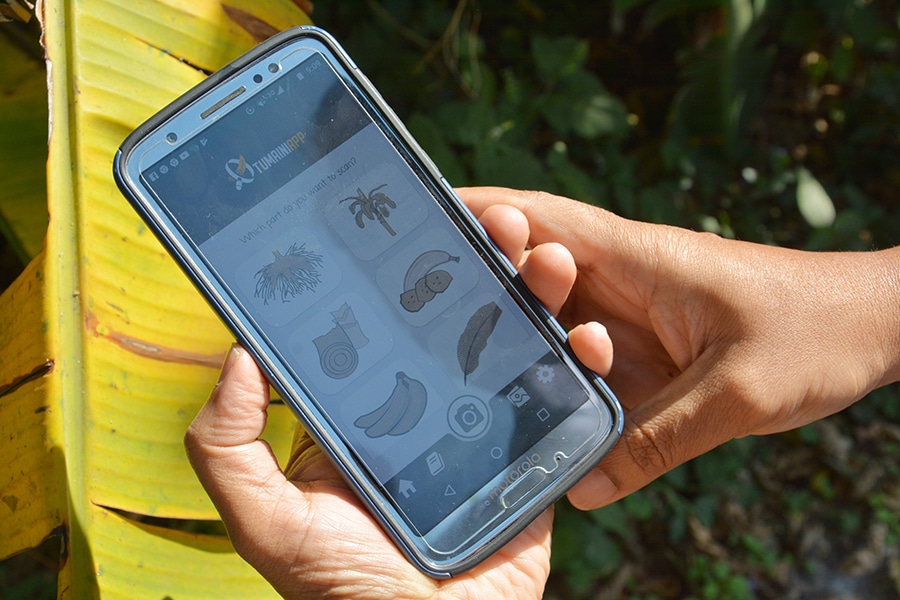 Artificial Intelligence Assists Banana Growers by Scanning for Disease and Pest