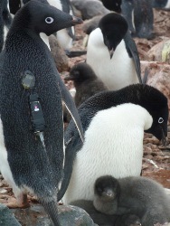 Underwater Robots Track Swimming Penguins